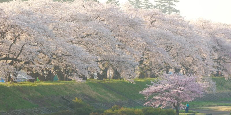 関東で桜のトンネルを見られるスポット21選！2018開花予想あり！