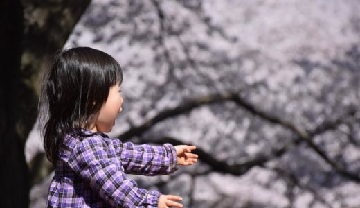 桜でお花見キャンプ穴場スポット！新潟、茨城、岐阜、静岡、岡山、滋賀など！